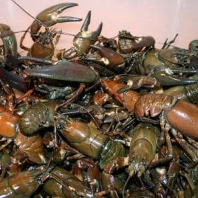 Local Crayfish delicacy