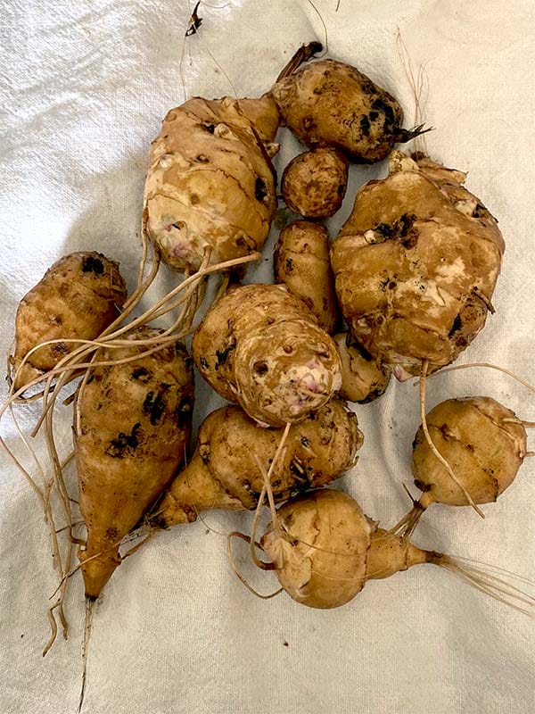 Freshly dug up Jerusalem artichoke