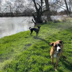 Walkies! 11 pretty dog walks with pub pitstops
